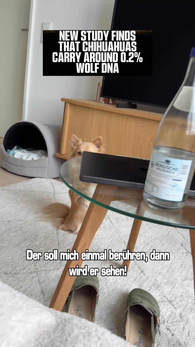 🥰

#chihuahua #knoppers #chi #chihuahuasofinstagram #dogsofinsta