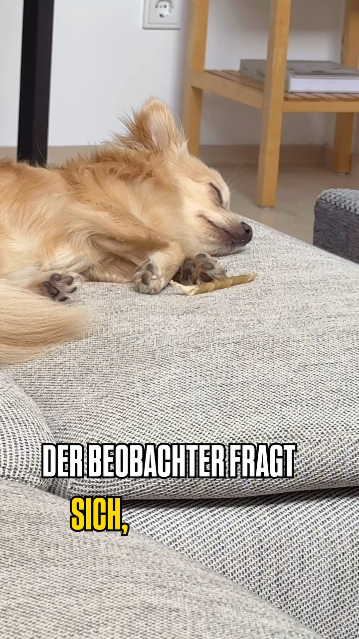 Klimaanlage Forever 🙏🐶💛

#chihuahua #hitzewelle