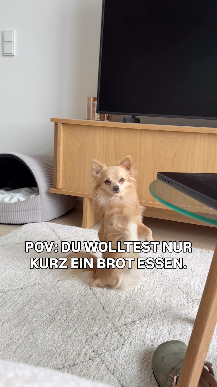 Immer so 😂

#chihuahua #dogsofinstagram #fypage