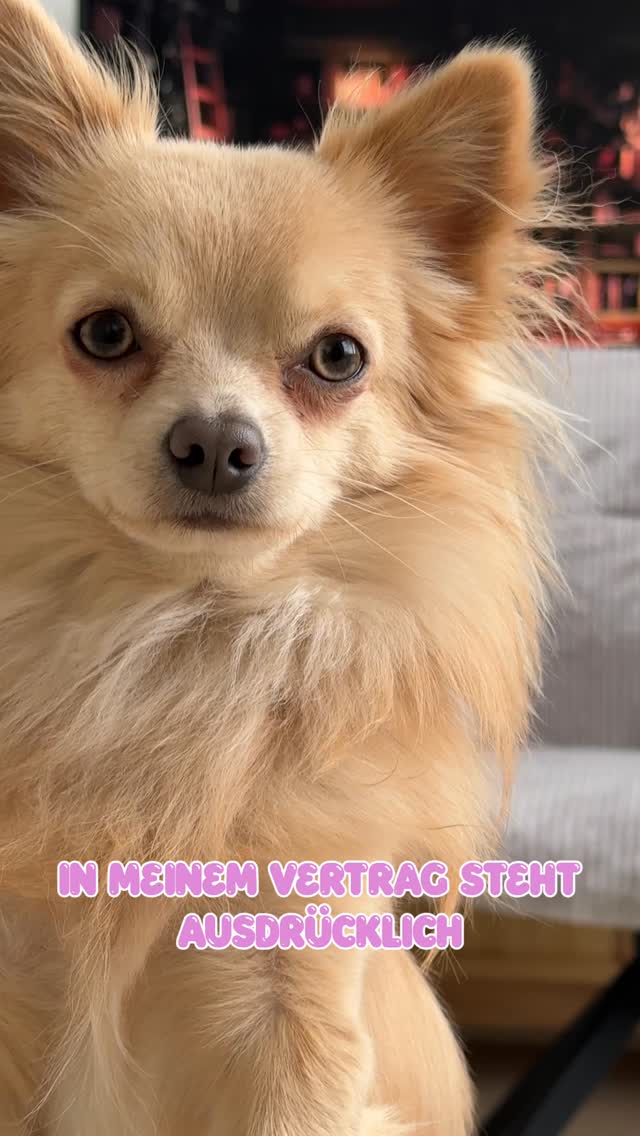 Dienstag 🦴

#chi #chihuahua #chihuahuas_of_instagram #knoppers