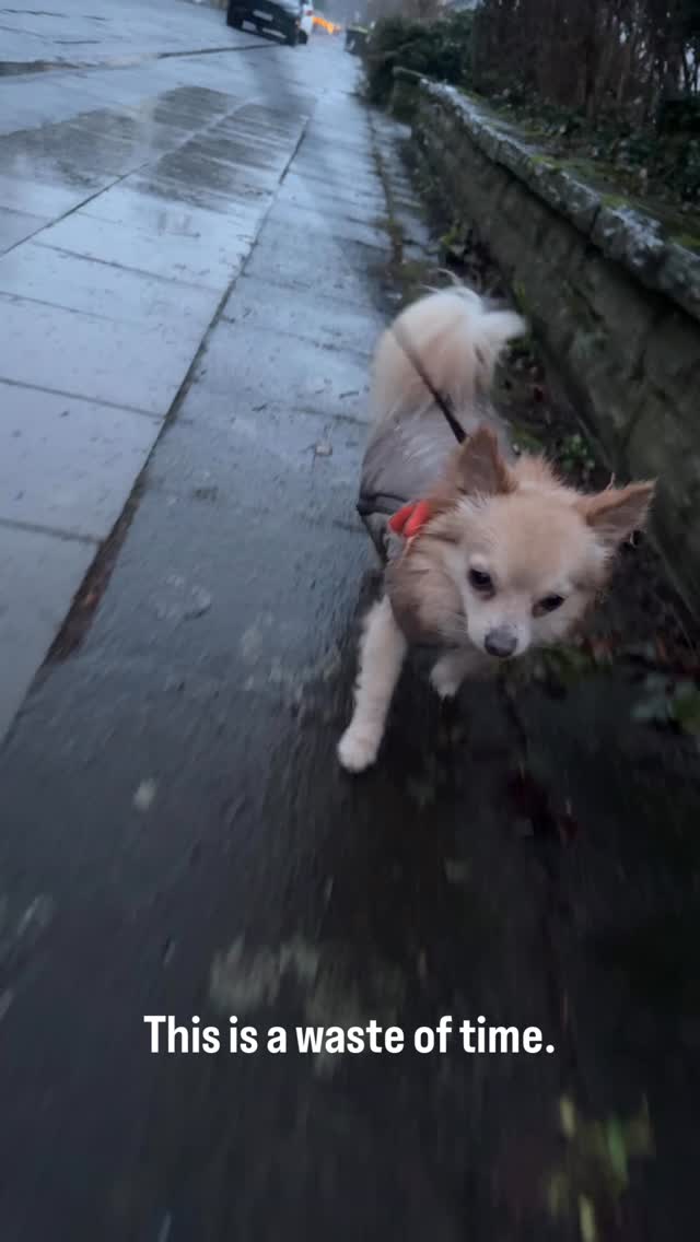 Winter so far 😬😅

#chihuahua #chih #dogsofinstagram #hundeleben #trending