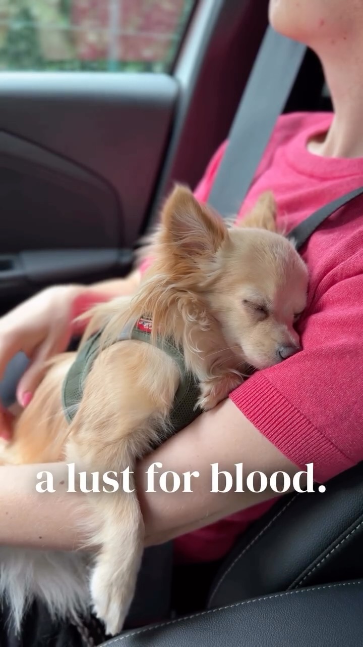 @natgeo can you confirm? 🤔

#chihuahua #chih #dangerousanimals #trending #trends